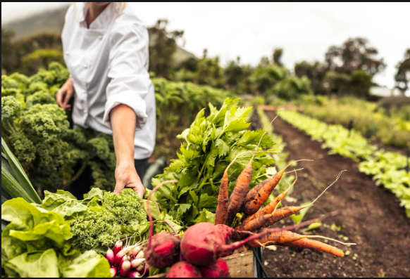 Agricoltura/Nuove opportunità di crescita con “Ismea Investe”